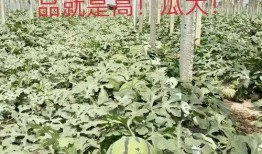 新瓜最新爆料广西,揭秘背后惊人真相！”